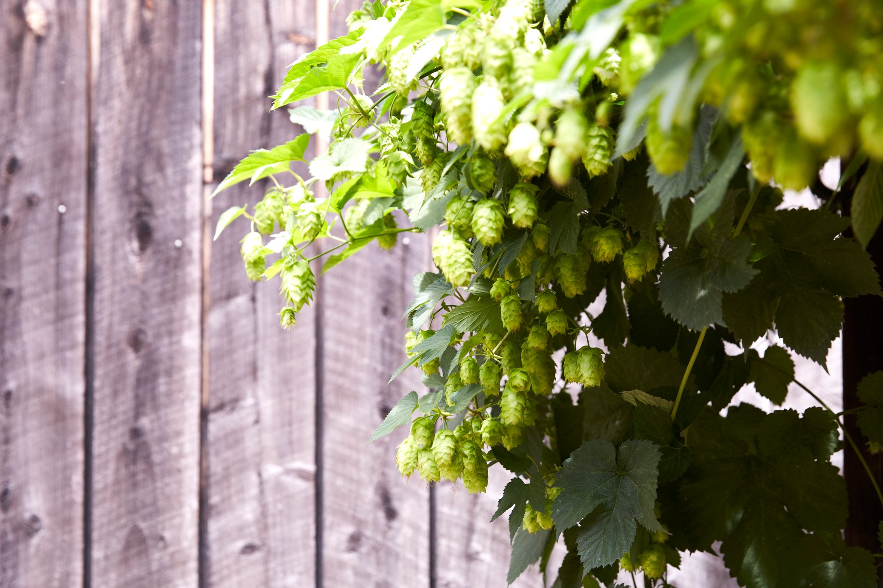 Berries on a vine